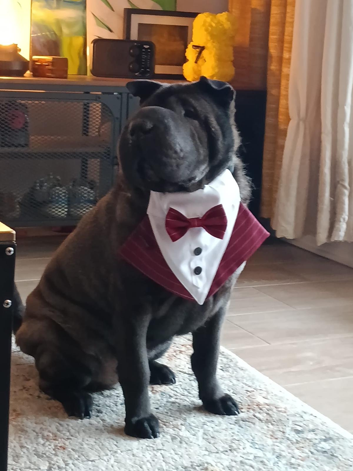 Simba, el anfitrión de La Casita