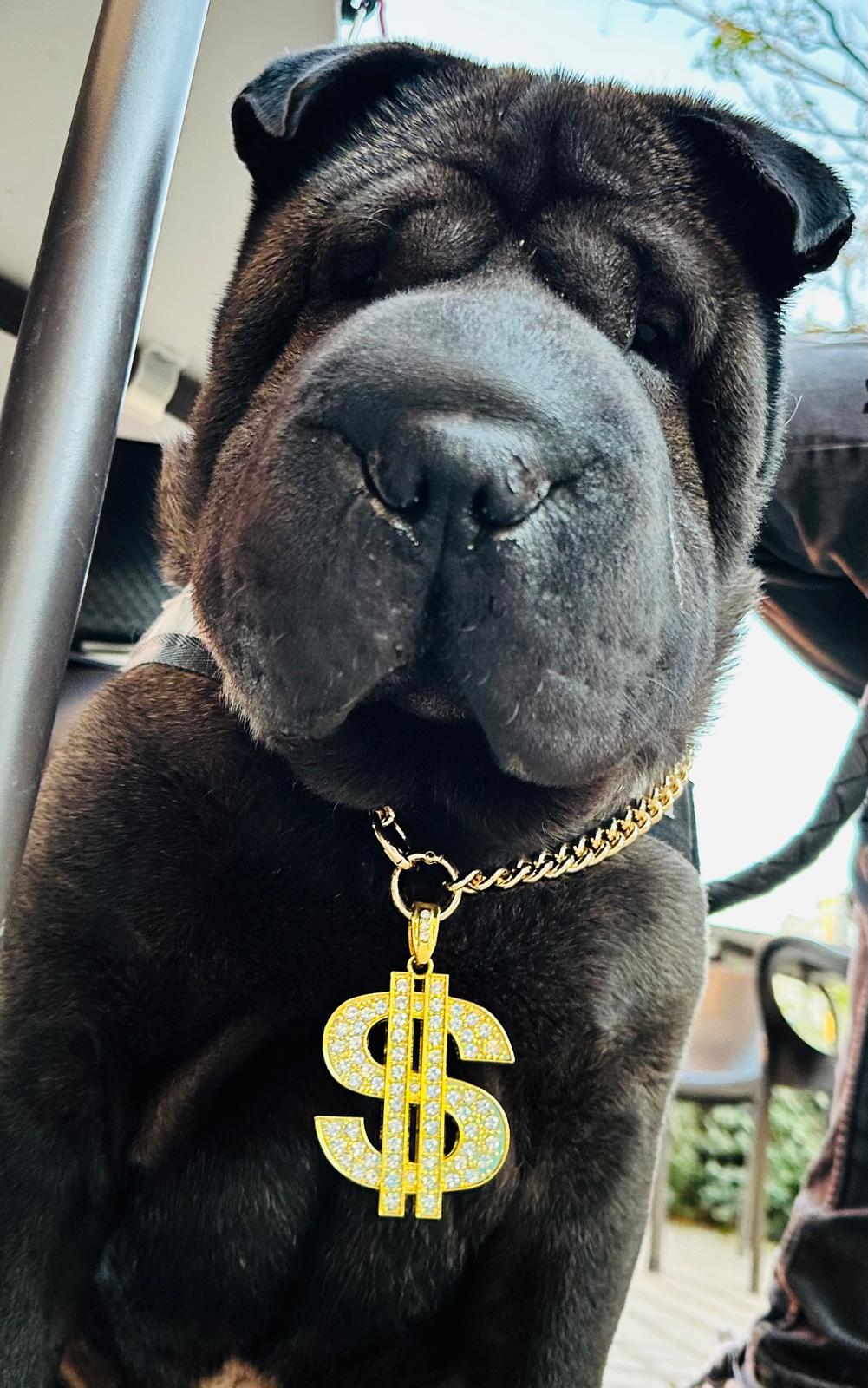 Simba, el anfitrión de La Casita