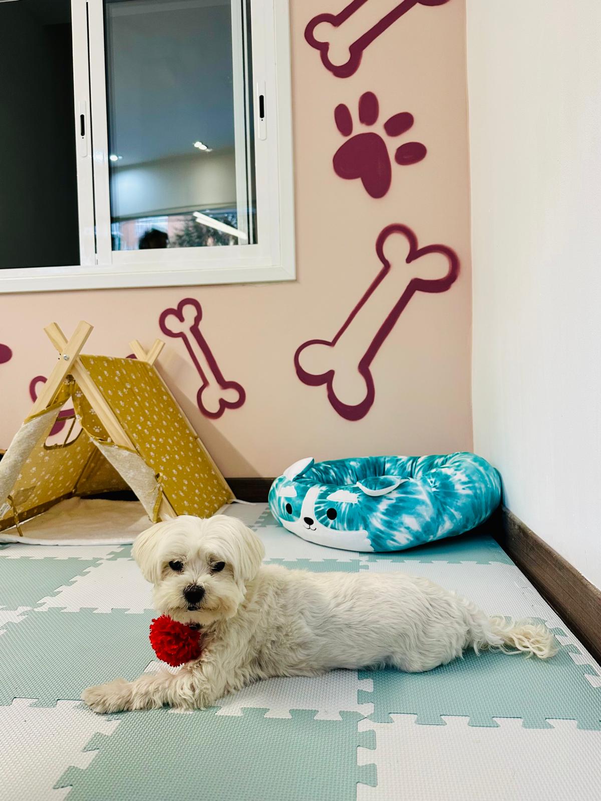 Perritos jugando en La Casita de Simba