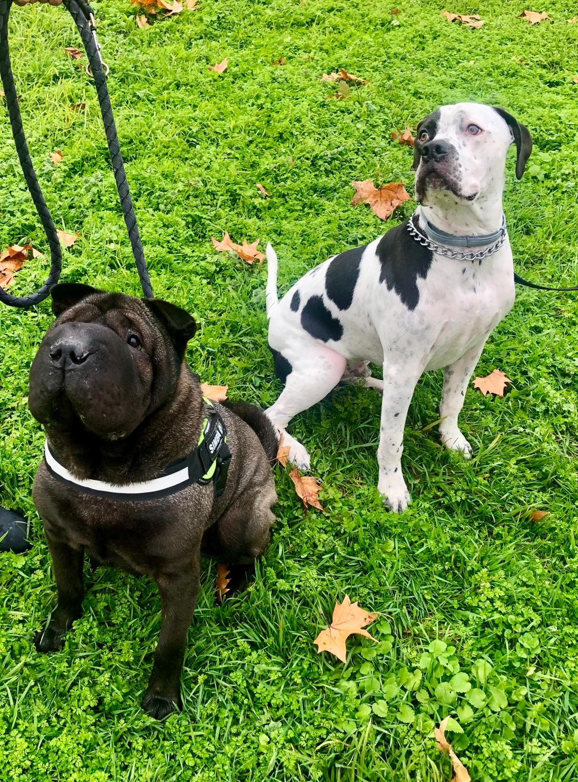Perros felices haciendo amigos