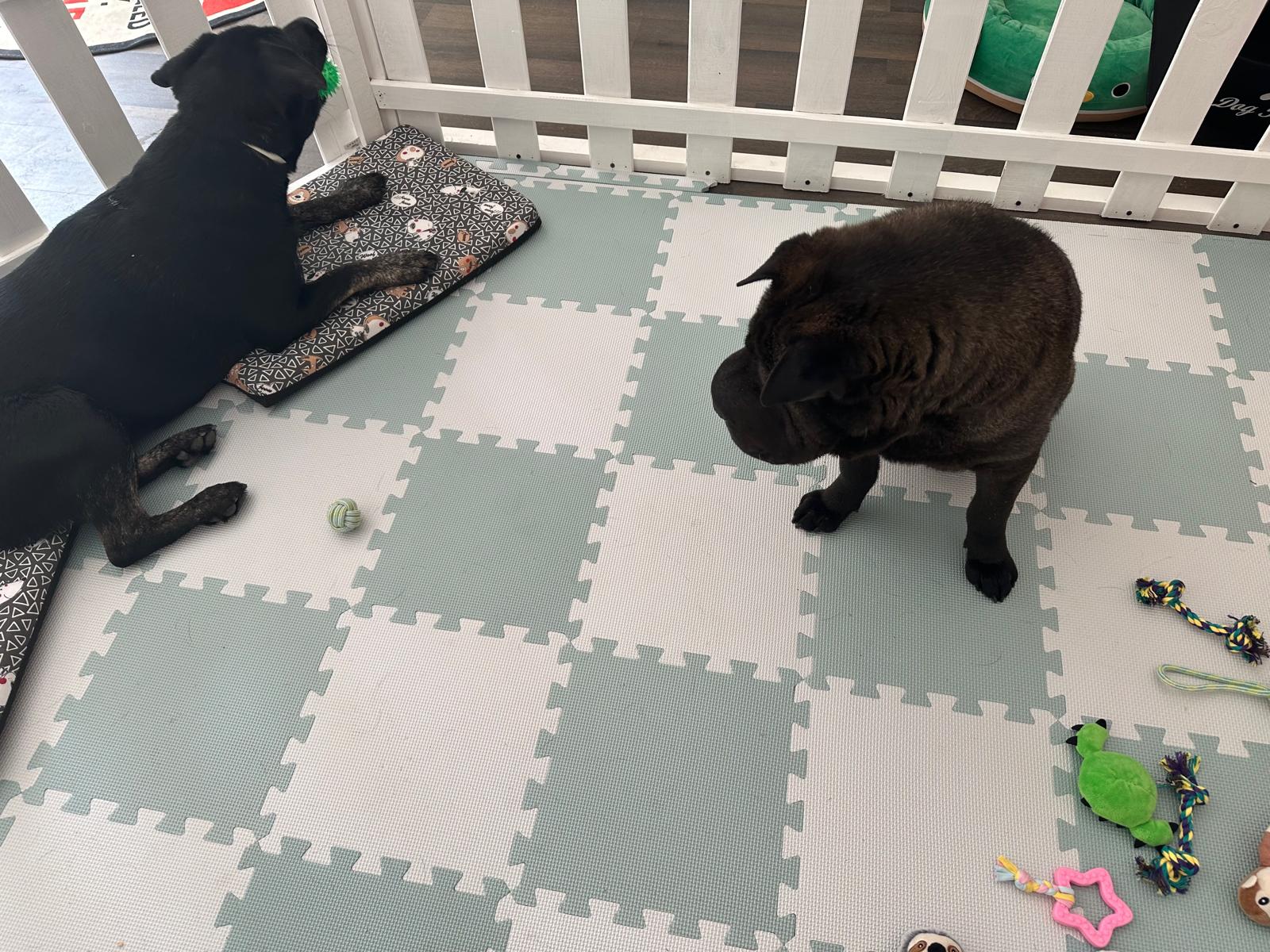 Perros felices en guardería canina Madrid